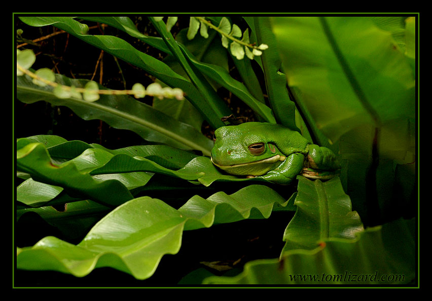 Tom Lizard - Amphibien - Amphibians